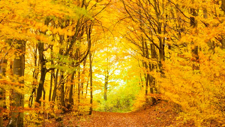 Fall Foliage Hikes image