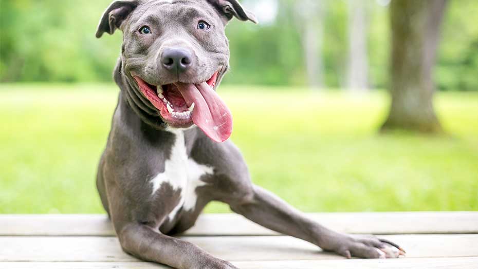 Pets Are Good For Your Health image